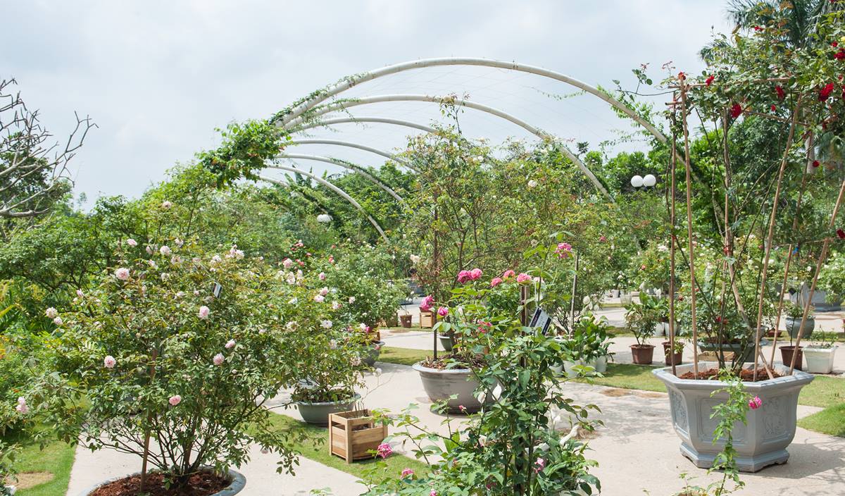 flamingo-dai-lai-rose-garden